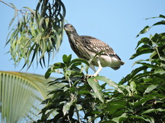 Nycticorax nycticorax