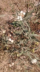 Tournefortia hartwegiana