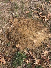 Solenopsis saevissima