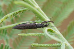Rhinotia phoenicoptera