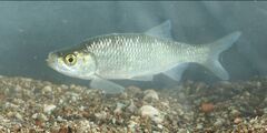 Trichonis Rudd photo 2