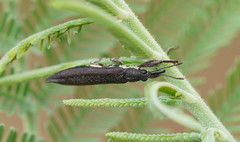 Rhinotia phoenicoptera