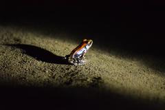 Hydrophylax bahuvistara