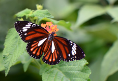 Danaus genutia leucoglene