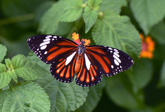 Danaus genutia leucoglene