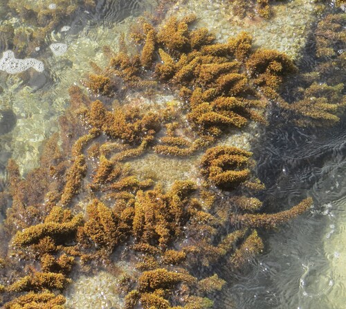 Sargassum polyphyllum observed 2025-12-06