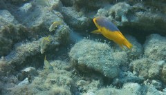Bodianus rufus