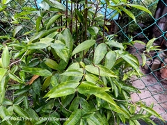 Dracaena surculosa