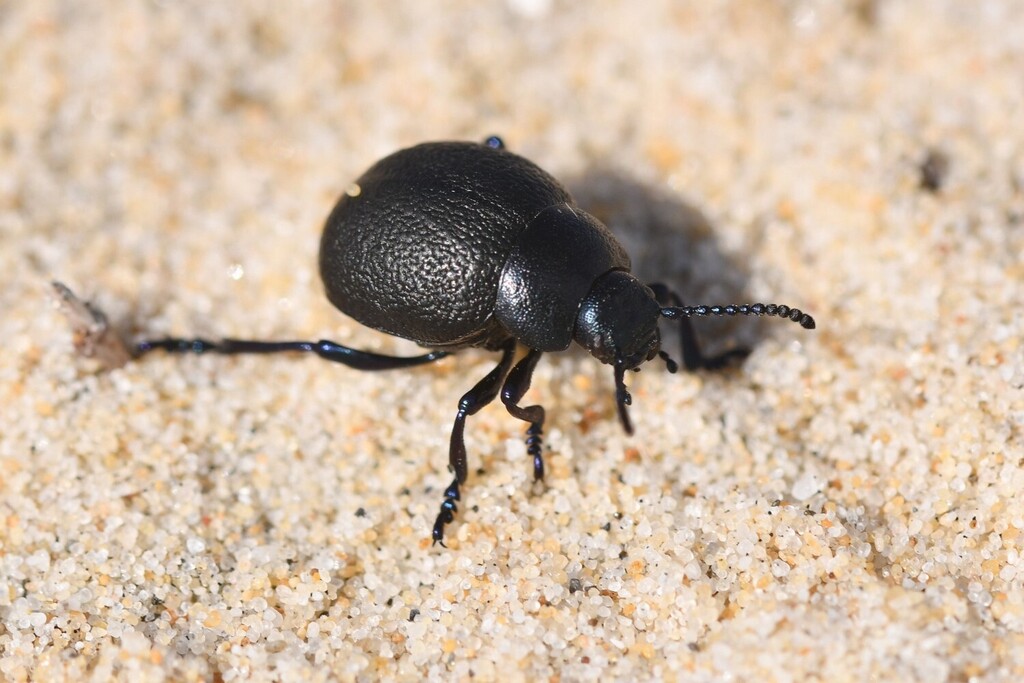 Timarcha maritima
