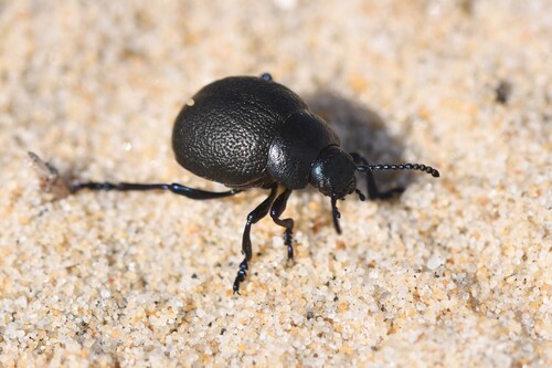 Timarcha maritima