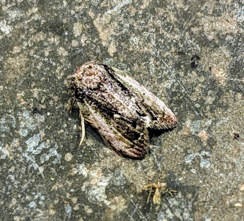 Mniothripa