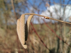 Corylus avellana