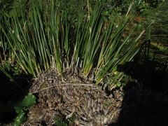 Chionochloa flavescens