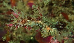 Idiotropiscis lumnitzeri