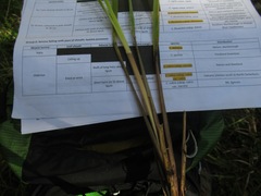 Chionochloa flavescens