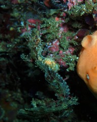 Idiotropiscis lumnitzeri