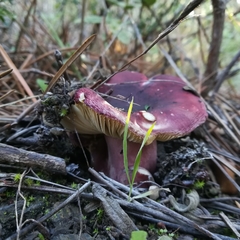 Russula torulosa