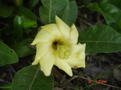 Gardenia ternifolia