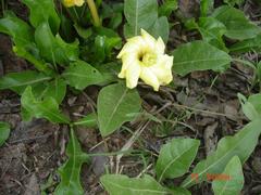 Gardenia ternifolia