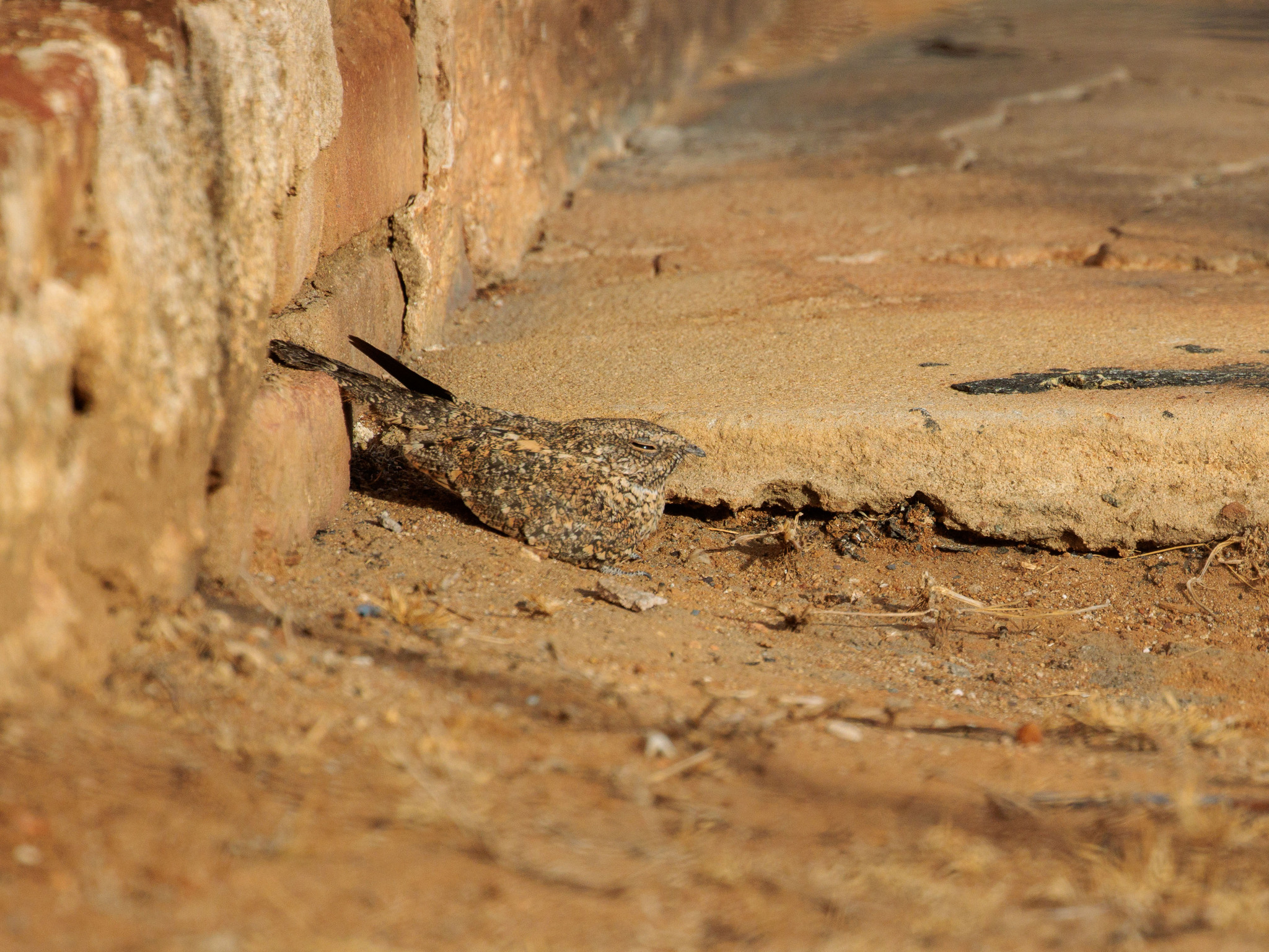 Pygmy Nightjar (Nyctipolus hirundinaceus), photo 7