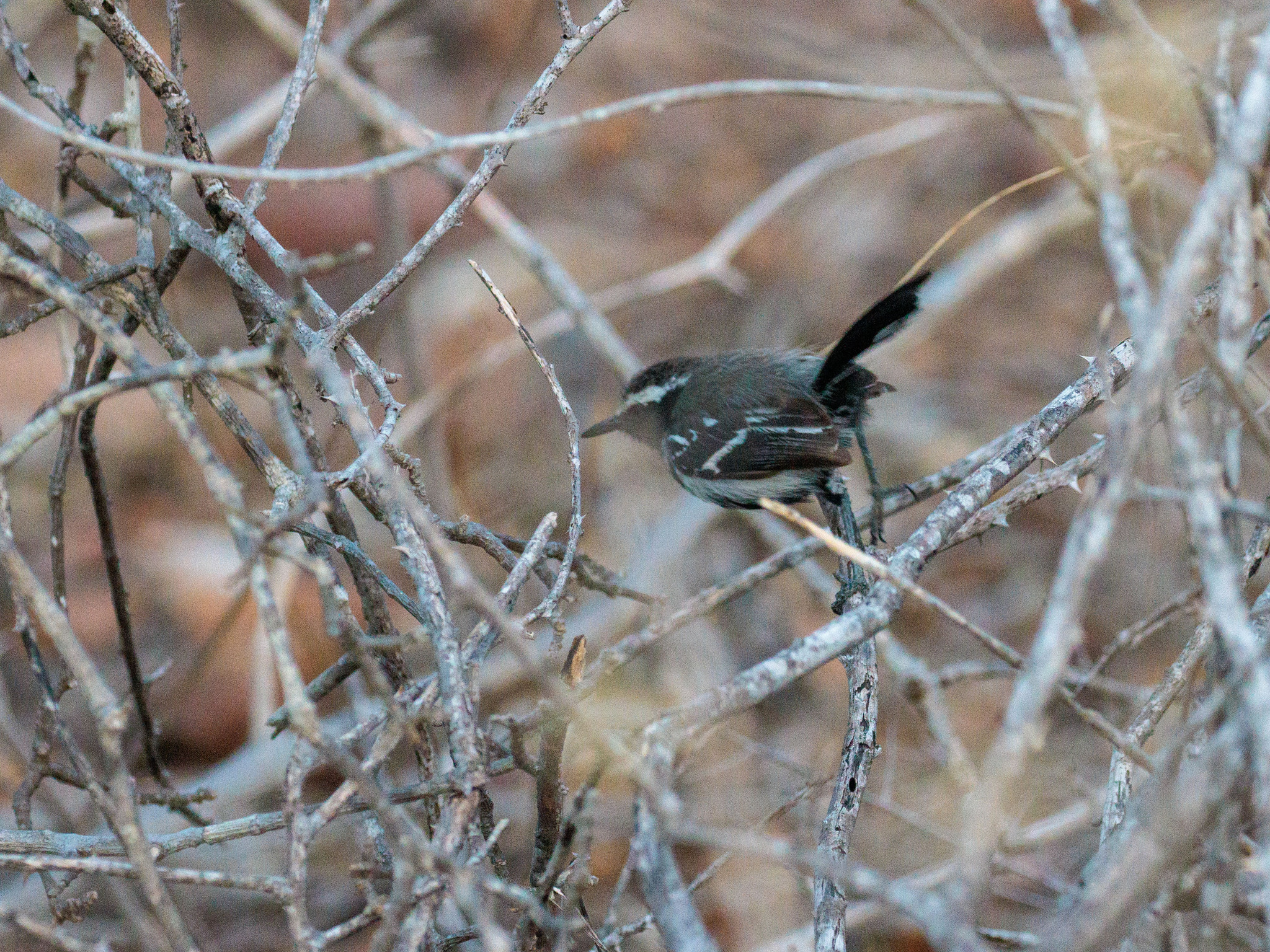 Black-bellied Antwren (Formicivora melanogaster), photo 8