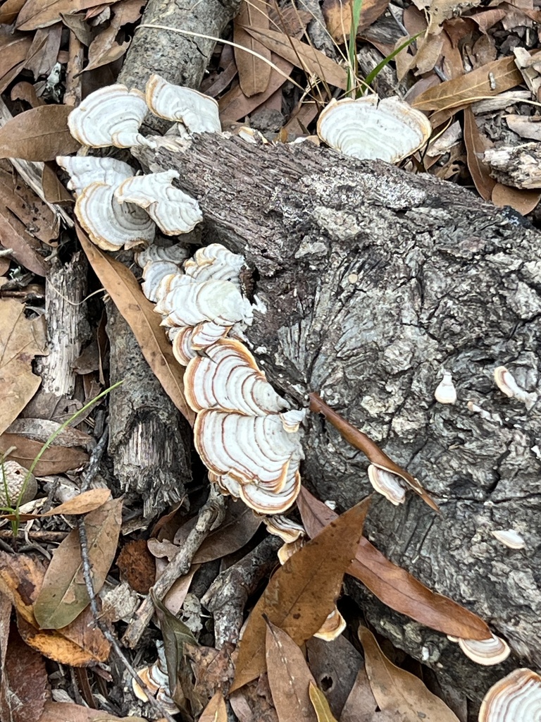 Stereum lobatum · November 2025 · photo: © meleblanc (iNaturalist, cc0)