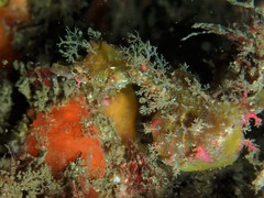 Idiotropiscis lumnitzeri