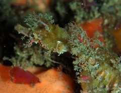 Idiotropiscis lumnitzeri