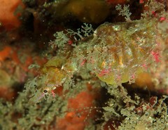 Idiotropiscis lumnitzeri