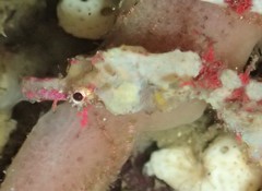 Idiotropiscis lumnitzeri