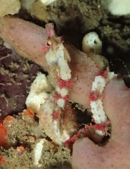 Idiotropiscis lumnitzeri