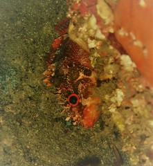 Scorpaenodes evides