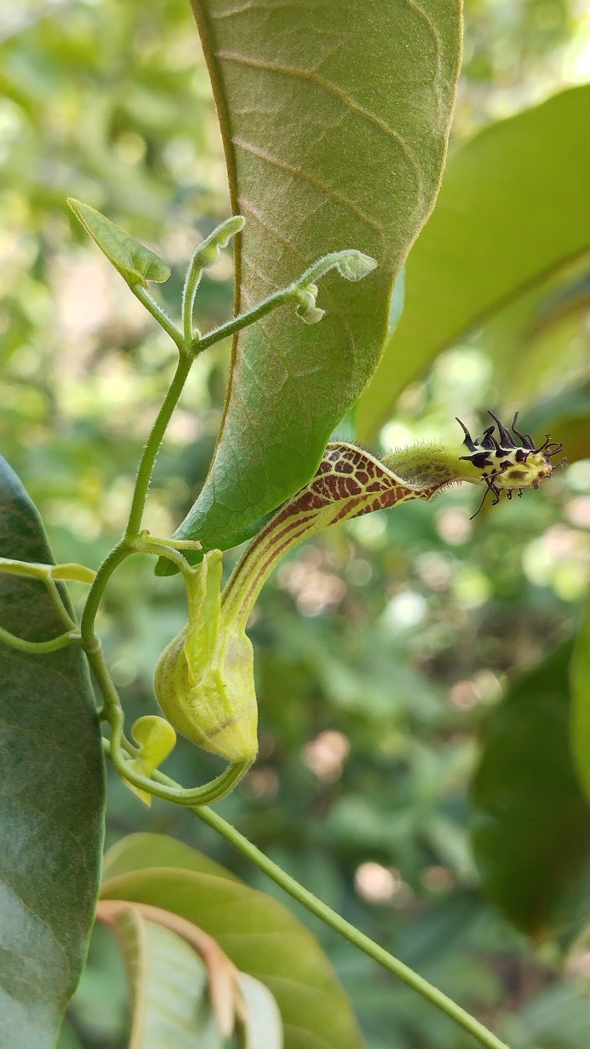 Flor de pato