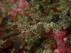 Idiotropiscis lumnitzeri