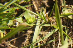 Stellaria apetala