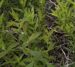 Hypericum ascyron gebleri