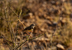 Prinia flavicans