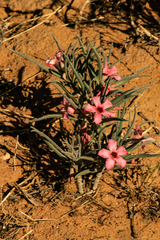 Adenium oleifolium