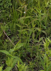 Hypericum ascyron gebleri