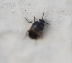 Ptomaphagus