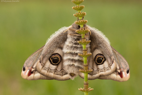 Small Emperor Moth