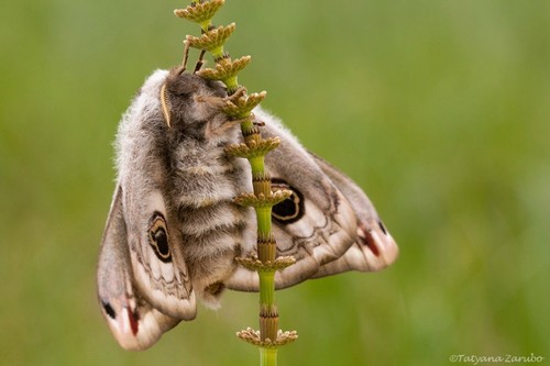 Small Emperor Moth