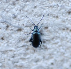 Phyllotreta nigripes