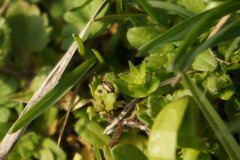 Stellaria apetala