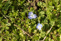 Stellaria apetala