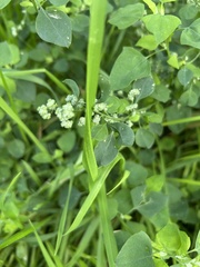 (c) pavlaki1968, some rights reserved (CC BY) Chenopodium opulifolium, photograph (c) pavlaki1968, some rights reserved (CC BY)