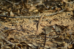 Acanthodactylus boskianus