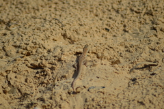 Acanthodactylus boskianus