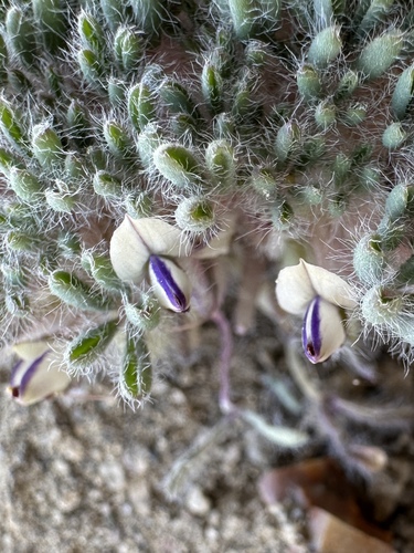 lilliput lupine (Lupinus uncialis)