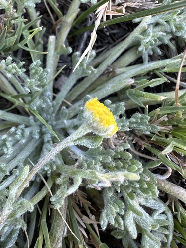 fivefinger chickensage (Artemisia potentilloides)